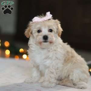 Clover, Havapoo Puppy